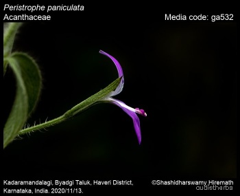 Peristrophe bicalyculata flower2.jpg